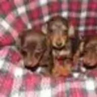 Tama_dappledoxie