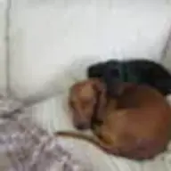 AbbyDog
