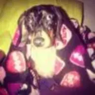 Doxiedukes