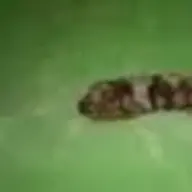 teamscon