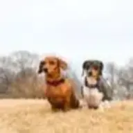 Thedoxieteers