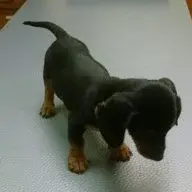 Cora