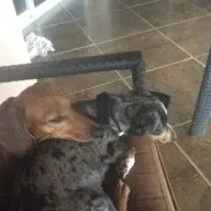 Luv4dachshund15