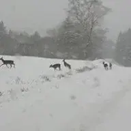 Faye