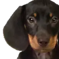 train my dachshund