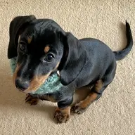 ReggieDoxie
