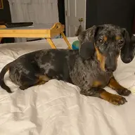 d'brat