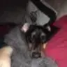 DoxieMom89