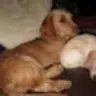 truedog