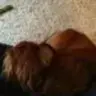 mini_angus