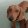 pepper