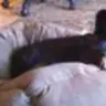 zoe's dad