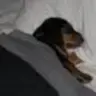 pawsaddict