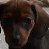 doxiestrudel