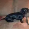 DoxieDarling