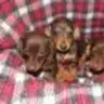 Tama_dappledoxie