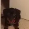Roxiemic