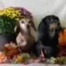 maisey&minnies mom