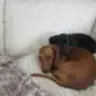 AbbyDog