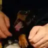 Apyrexia