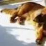 Rudyboy