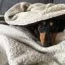 BeachDoxie