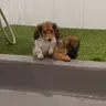 daisy-piebald