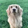 Queenie