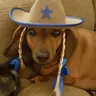 littlelongdogs