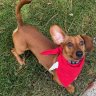 DogLover24