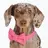 Dottie
