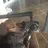 Luv4dachshund15