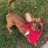 DogLover24