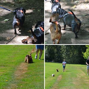 The 2012 Dachshund Picnic and Wiener Walk