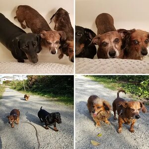 My Pups