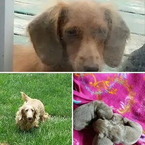 isabella pups and parents