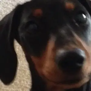 Charley_CloseUp