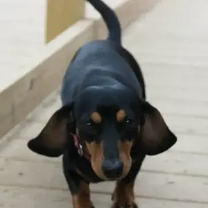 Puppy6