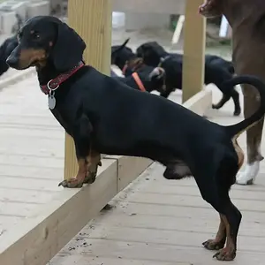 Puppy7
