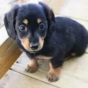 FIONA