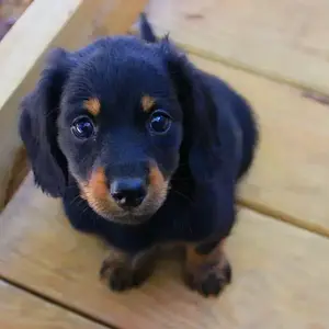 SOLO