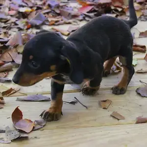 ZOE