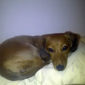 Carmela_Curledup_1_8_9_11