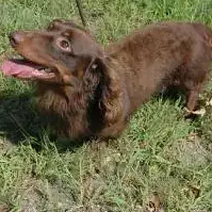 Fritz