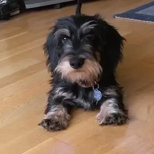 Bernie_2o_weeks