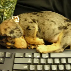Cocoatwork