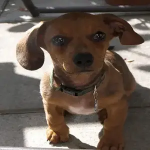 Sammy