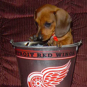 Rusty_Red_Wings