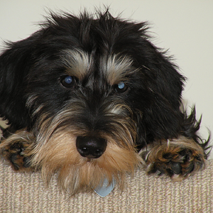 Aww_cute_Bernie_DSCN3496