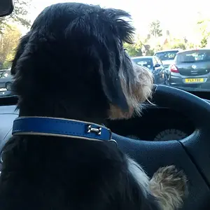 Bernie_driving_in_carpark